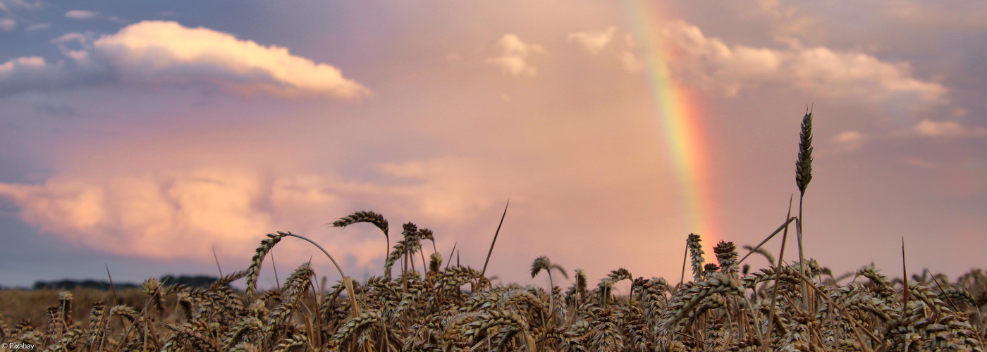Regenbogen