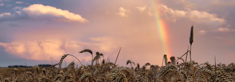 Regenbogen